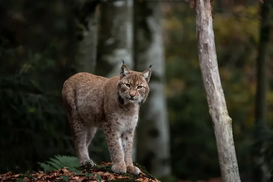 Pafos Forest Wildlife — Vouni Palace (Cyprus)