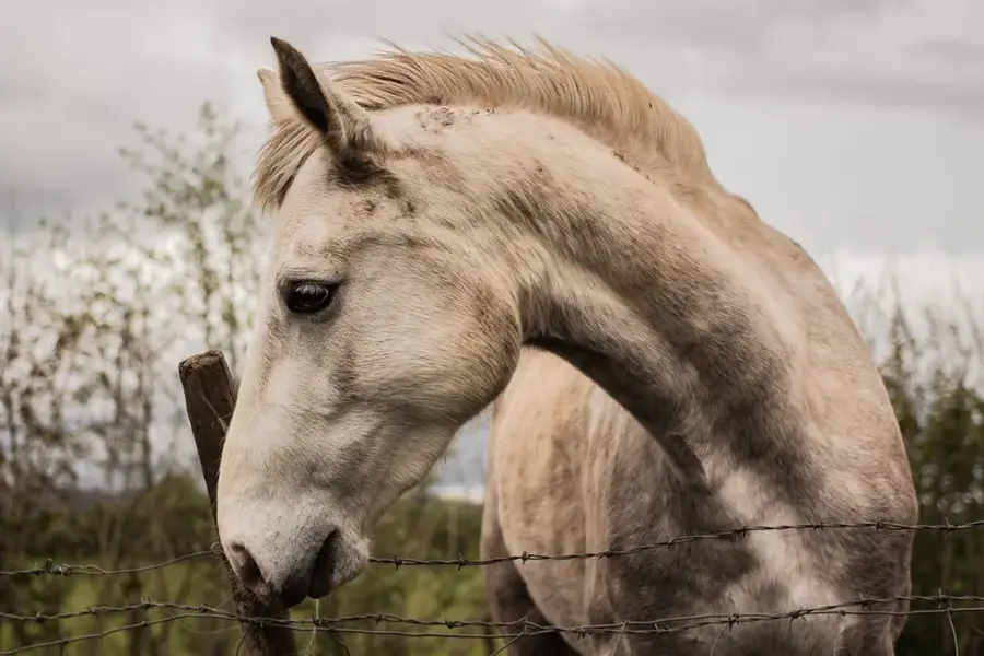 Wild Ireland