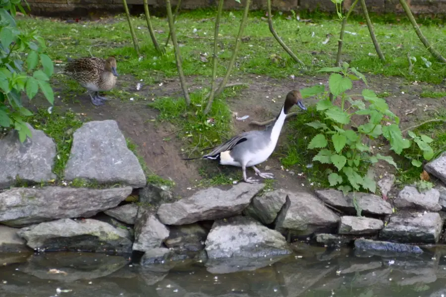 Grădina Zoologică Beauval