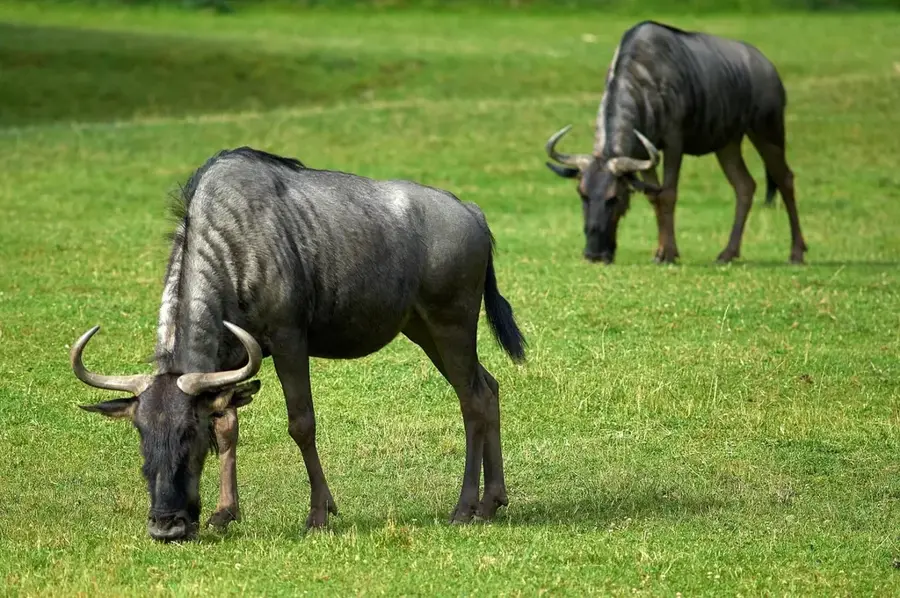 Grădina Zoologică Dvůr Králové