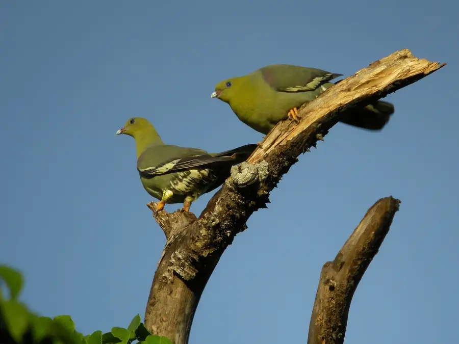 Ankarafantsika Vogelbeobachtung — Anjajavy (Madagaskar)