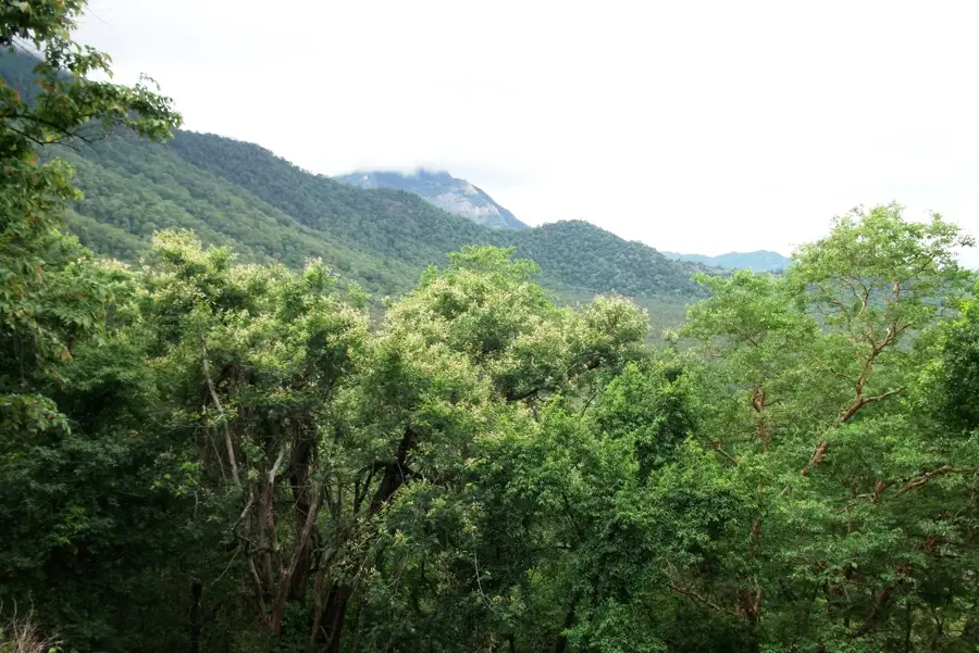 Munții Annamalai — Kanahappapuram (India)