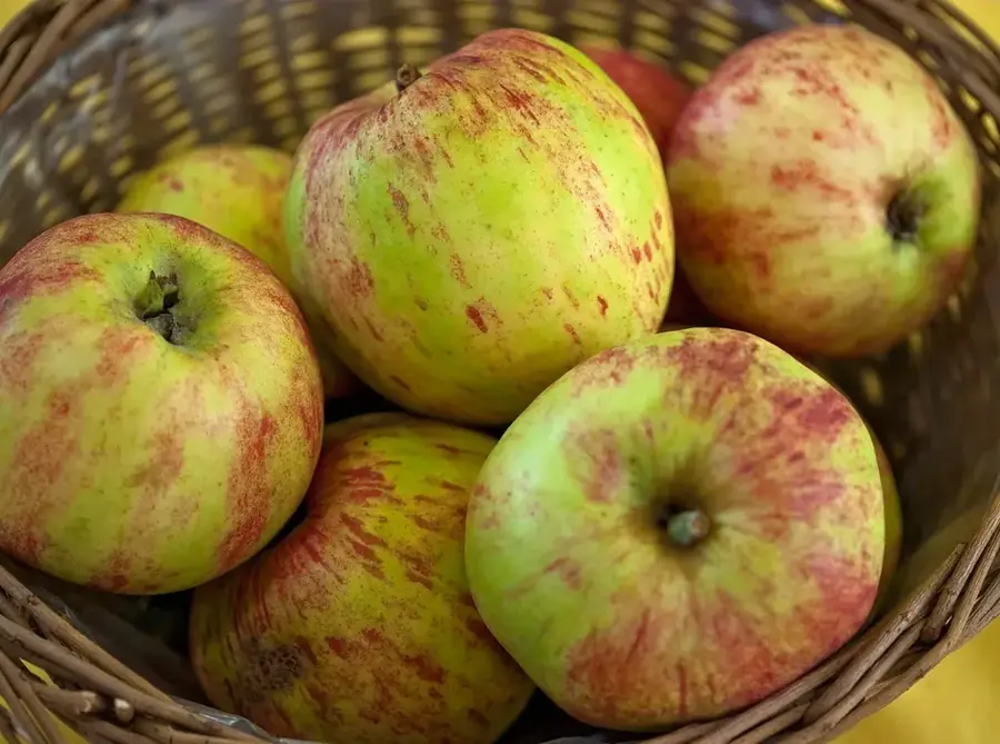 Annapolis Valley Äpfel — Wolfville (Kanada)