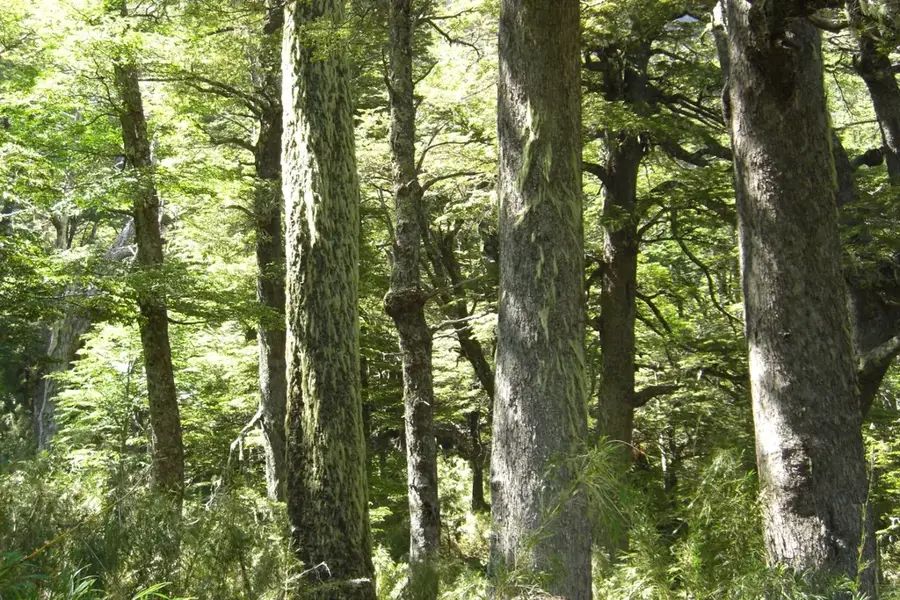 Bosque Andino Patagónico