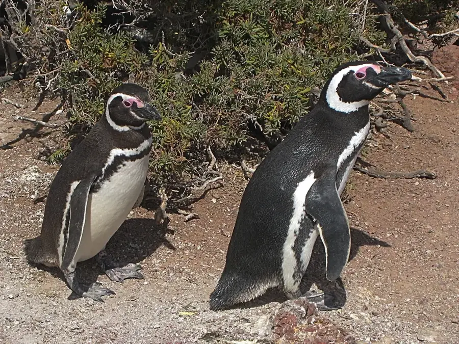 Punta Tombo