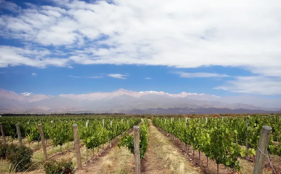 Weinregion Valle de Uco — Volcán Maipo (Argentinien)