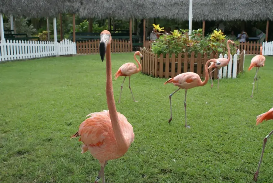 Ardastra Gardens & Zoo