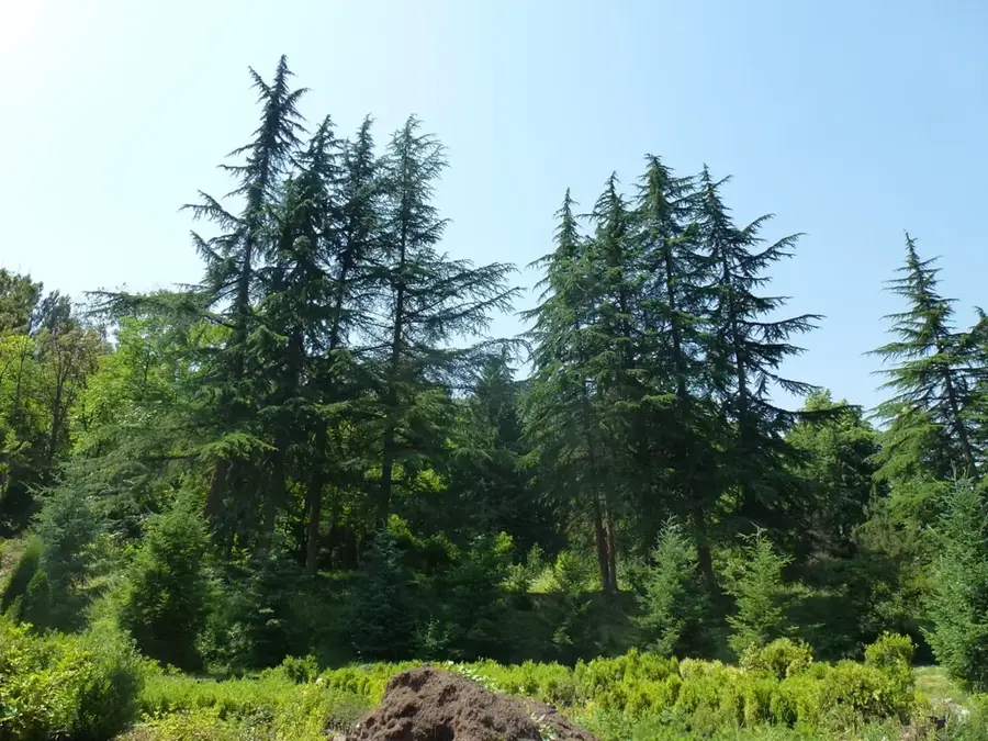 Ijevan Dendropark