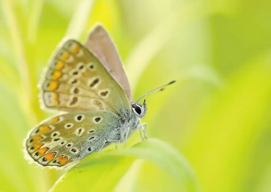 Grădină botanică de cercetare Asmara