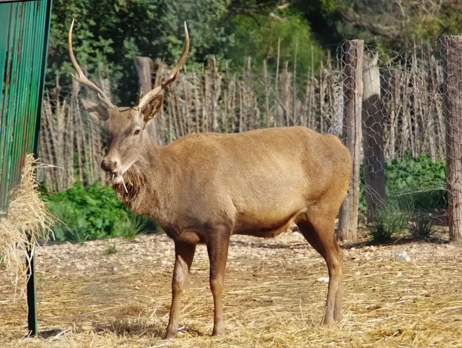 Rezervația naturală Munții Atlas — Thala (Tunisia)