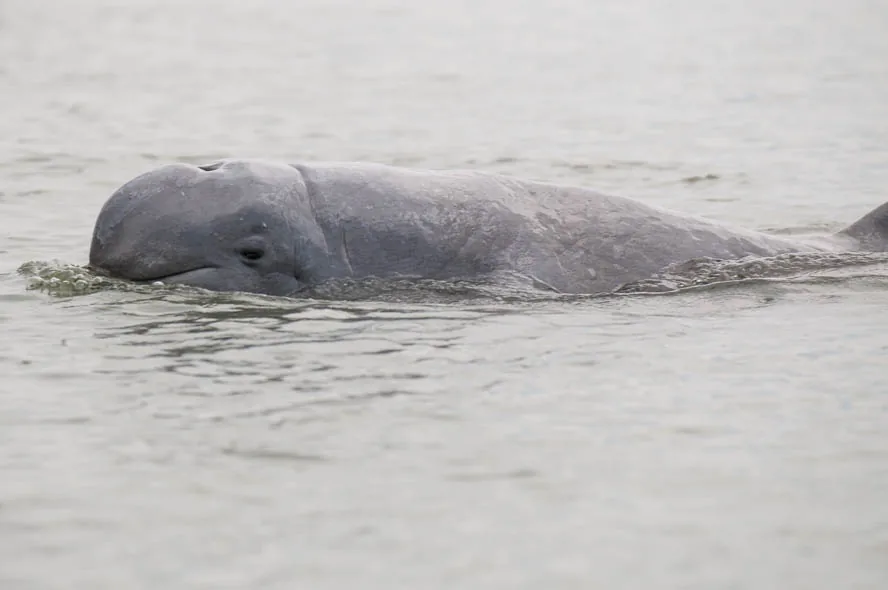 Irrawaddy-Delfin-Schutzgebiet