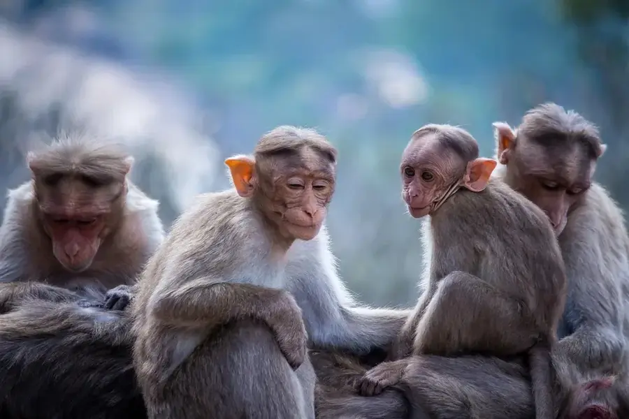 Bakoumba Primate Center
