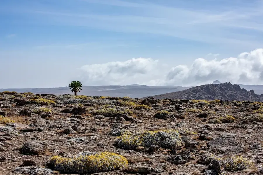 Munții Bale — Robe (Etiopia)