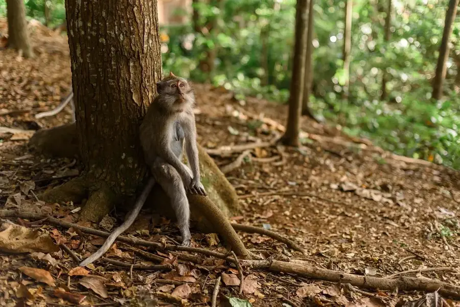 Bali Lepkepark