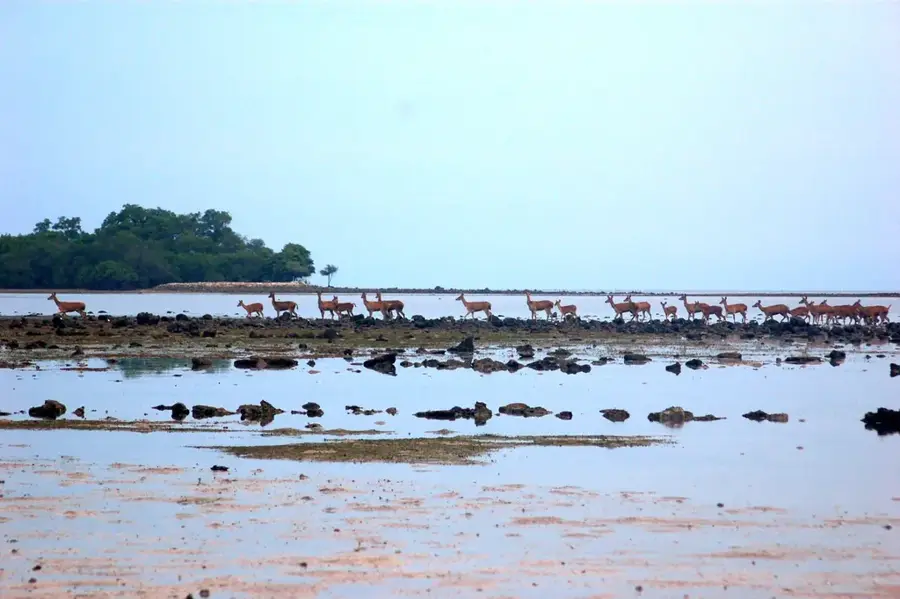 Parcul Național Baluran