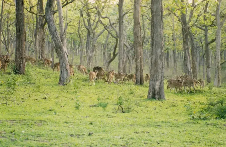 Bandipur-Nationalpark