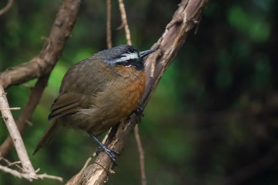 Nilgiri