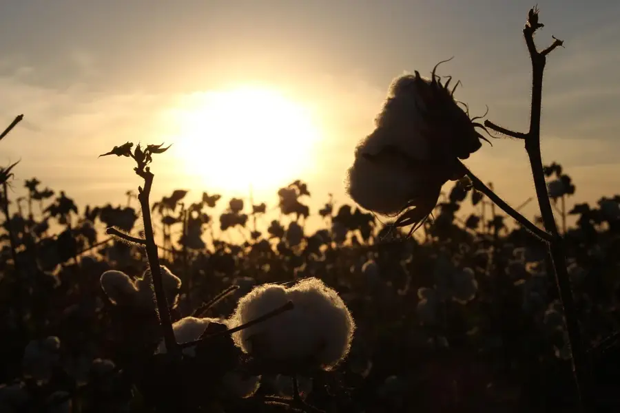 Cotton Fields of Banikoara