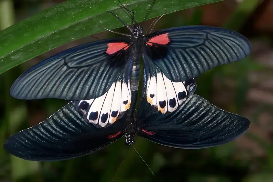 Banteay Srey Butterfly Centre — Lolei (Cambodia)