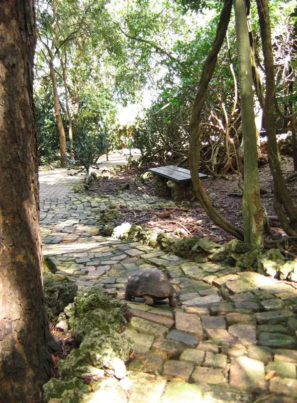 Barbados Wildlife Reserve