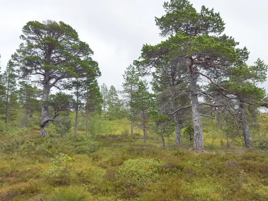 The Pine