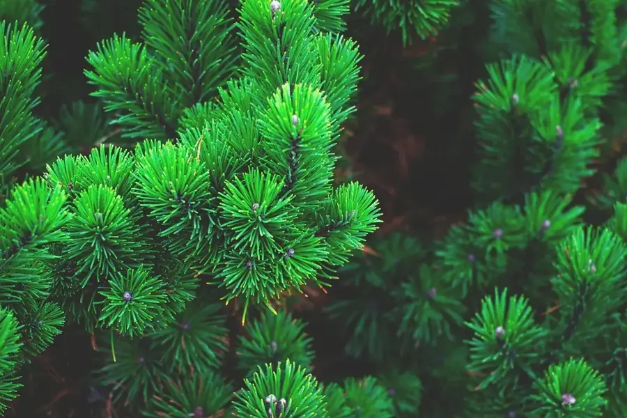 The Pine Industrial Estate