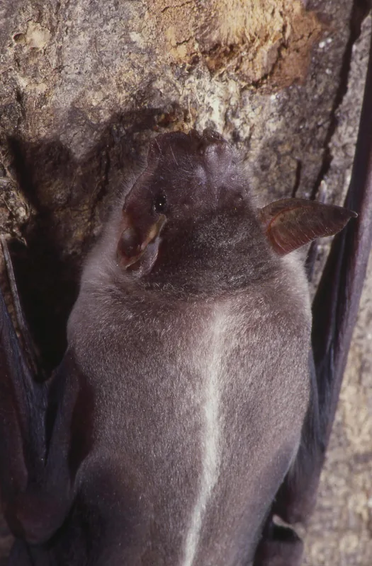 Insulele Liliecilor (Murciélago)