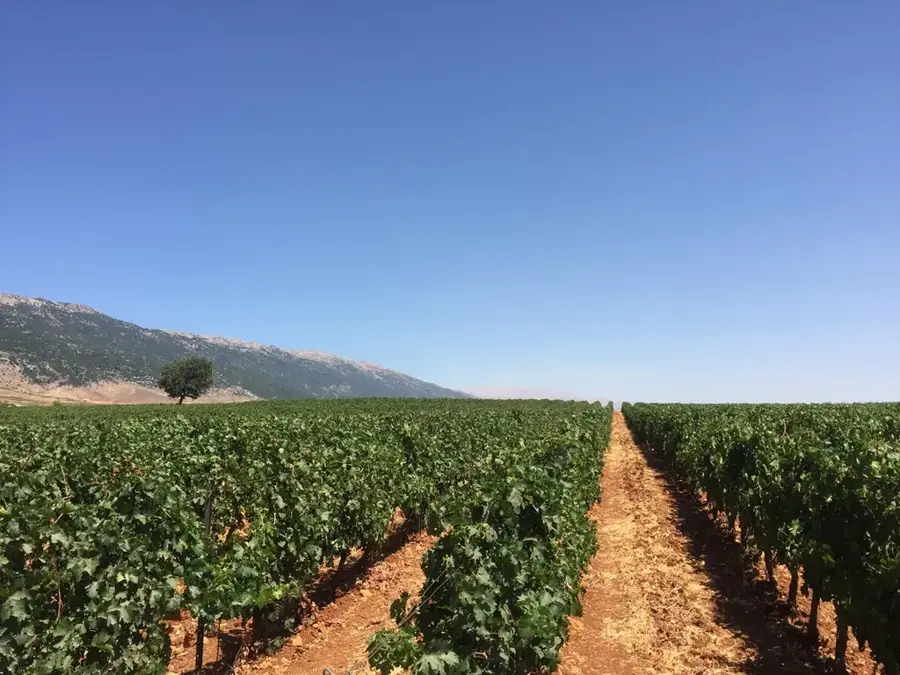 Weingüter der Bekaa-Ebene — Baskinta (Libanon)