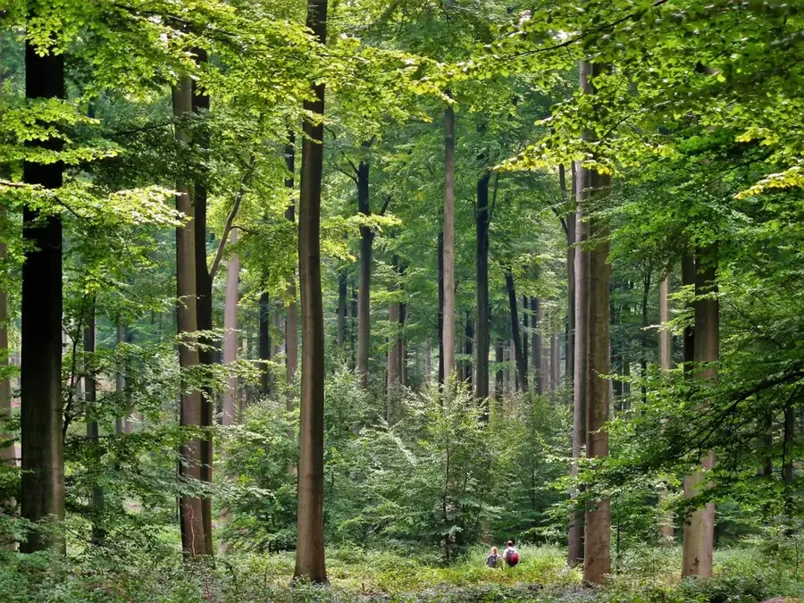 Zoniënwoud (Belgium)