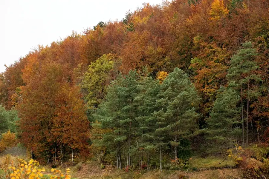 Haute-Sûre Forêt d'Anlier Natural Park