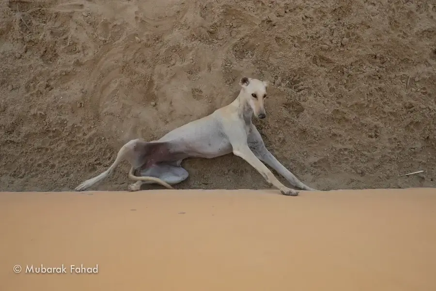 Al Areen Wildlife Park