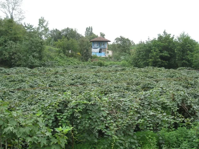 Bibala