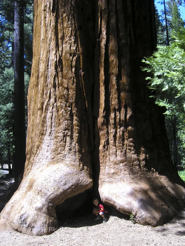 The Big Tree National Monument
