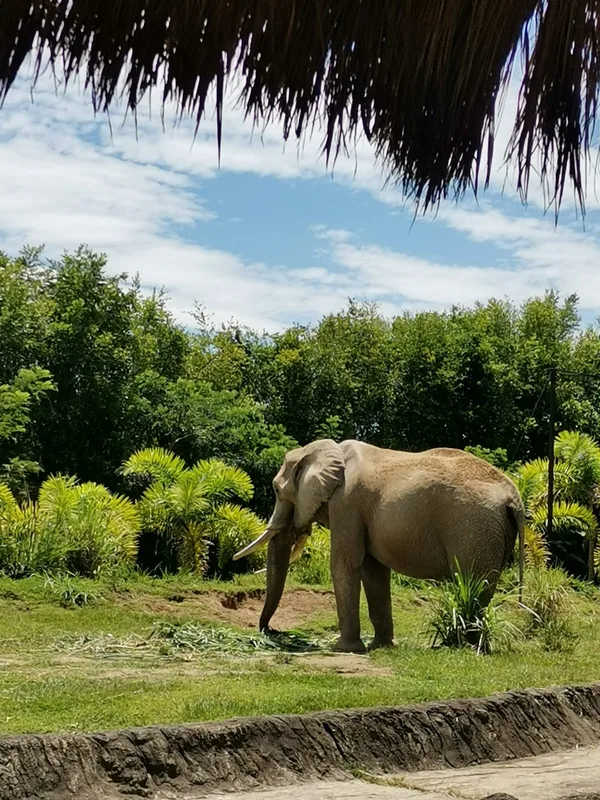 Bioparcul Ukumarí — Filandia (Columbia)