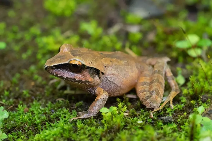 Biotopul Quetzalului — Cubulco (Guatemala)
