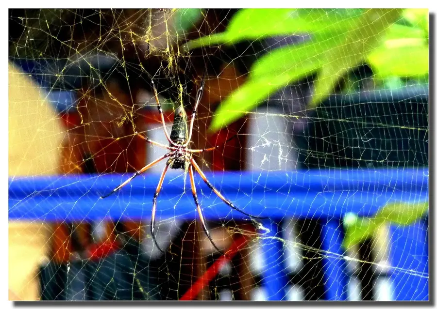 Habitatul papagalului negru — Consolation (Seychelles)