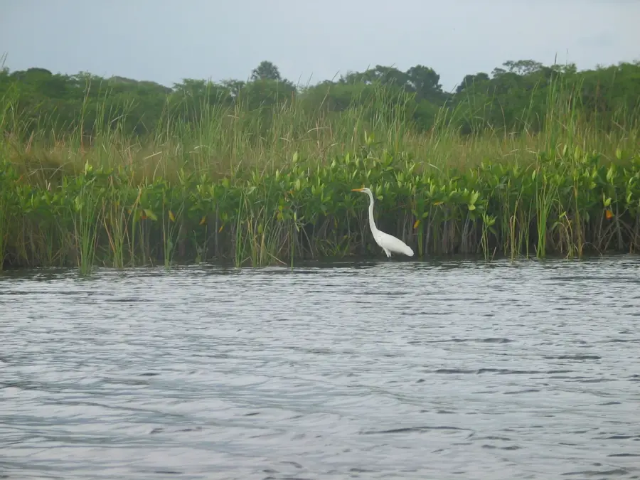 Black River Lower Morass