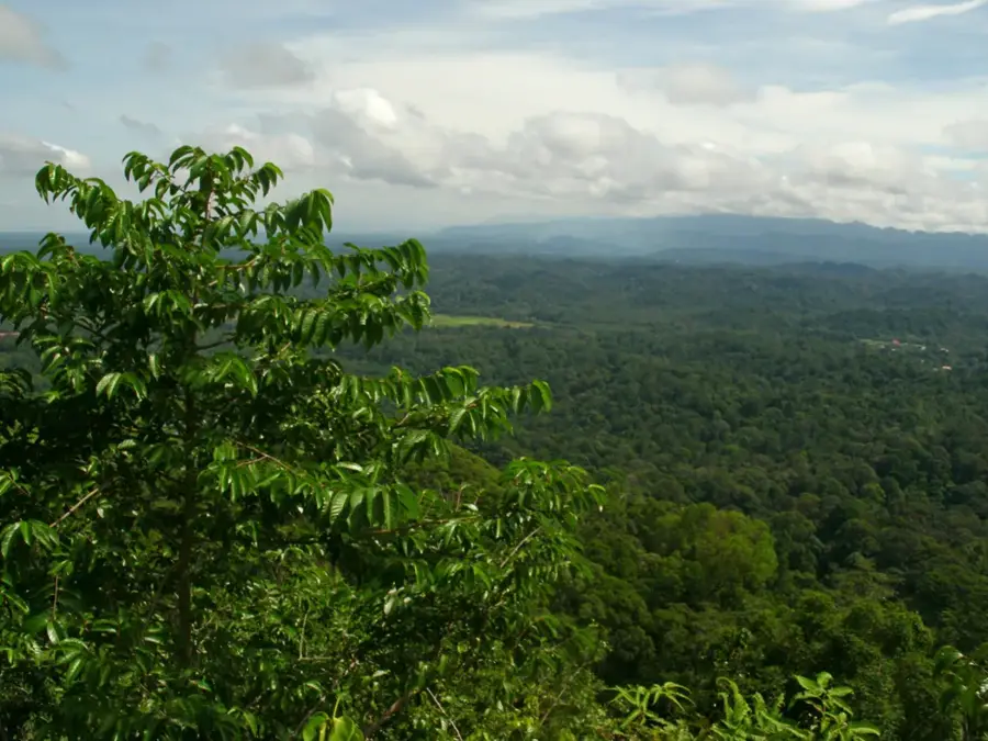Bukit Patoi Wald-Erholungspark — Labu (Brunei Darussalam)