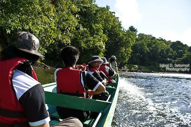 Nationalpark Ulu Temburong — Labu (Brunei Darussalam)