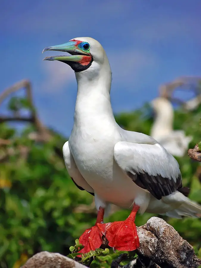 Rezervația Naturală Booby Island — Consolation (Seychelles)