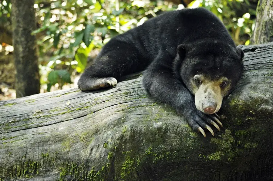 Centrul de Conservare a Ursului Soare din Borneo — Semporna (Malaysia)