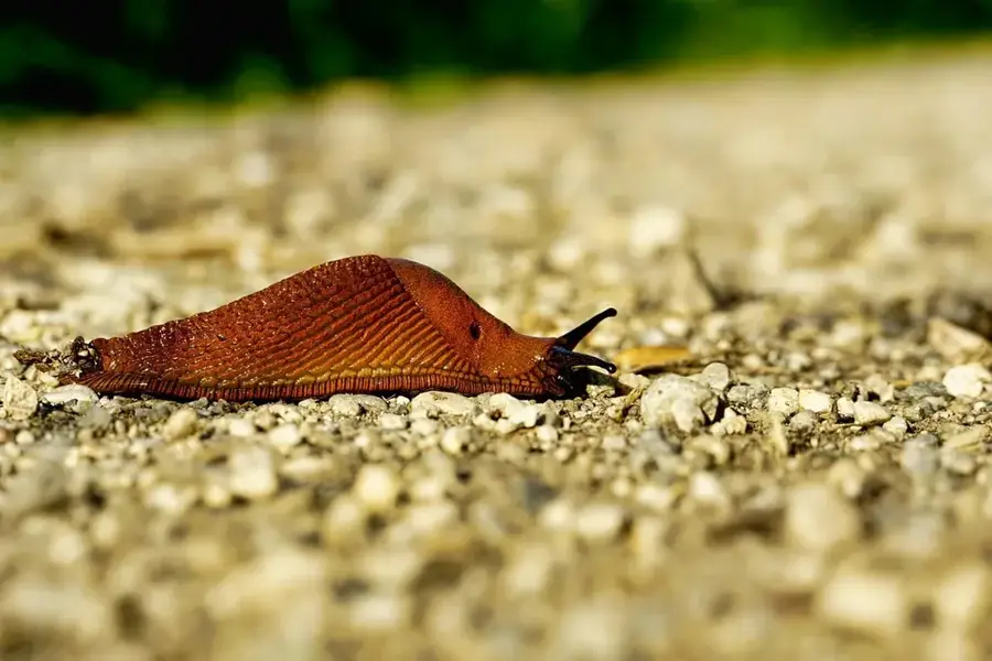 Teritoriul ancestral Boruca — Puerto Jiménez (Costa Rica)
