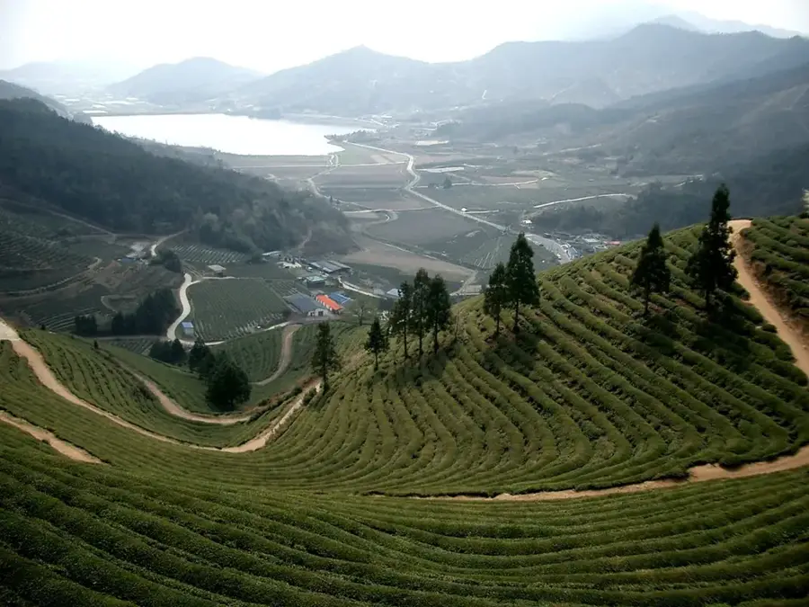 Plantațiile de ceai verde Boseong — Wando (Coreea de Sud)