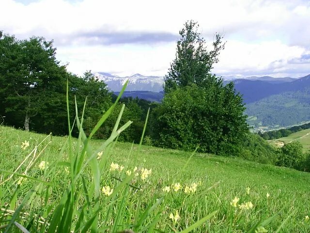 Bitovnja