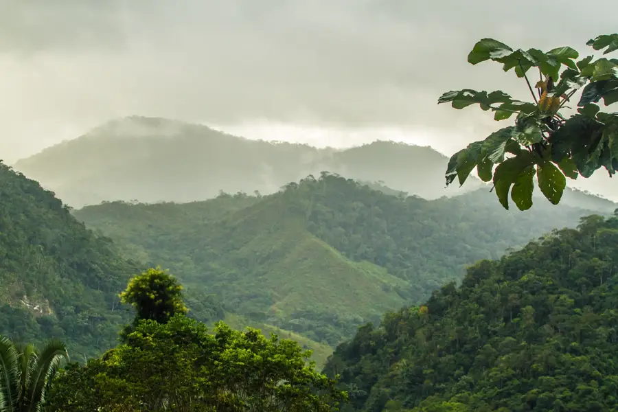 Atlantic Forest — Boipeba (Brazil)