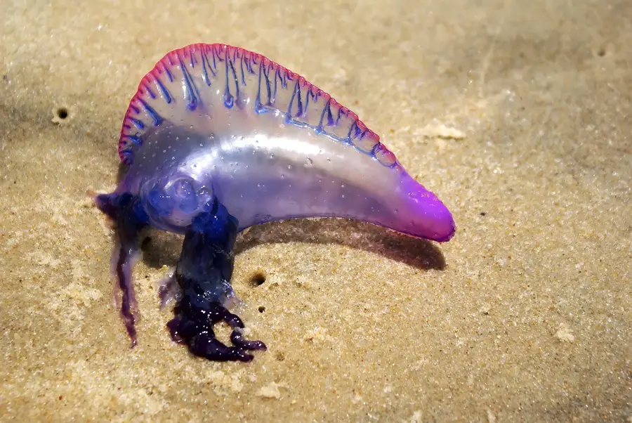 Cumbuco — Jericoacoara (Brazil)