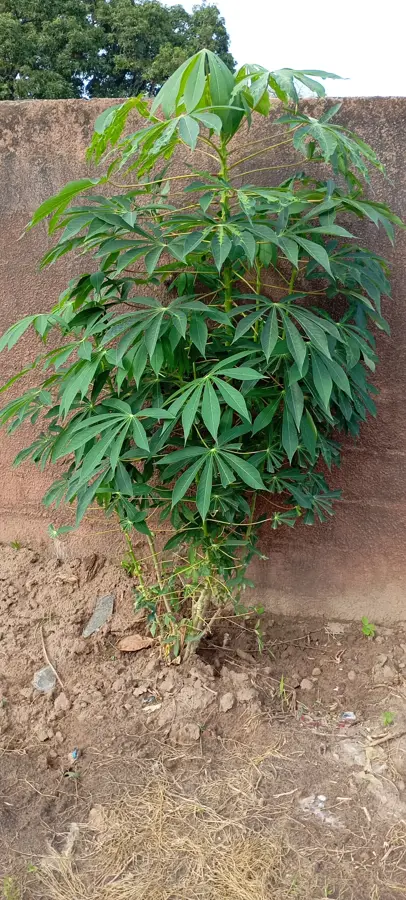 Eisfabrik Brikama — Busumbala (Gambia)