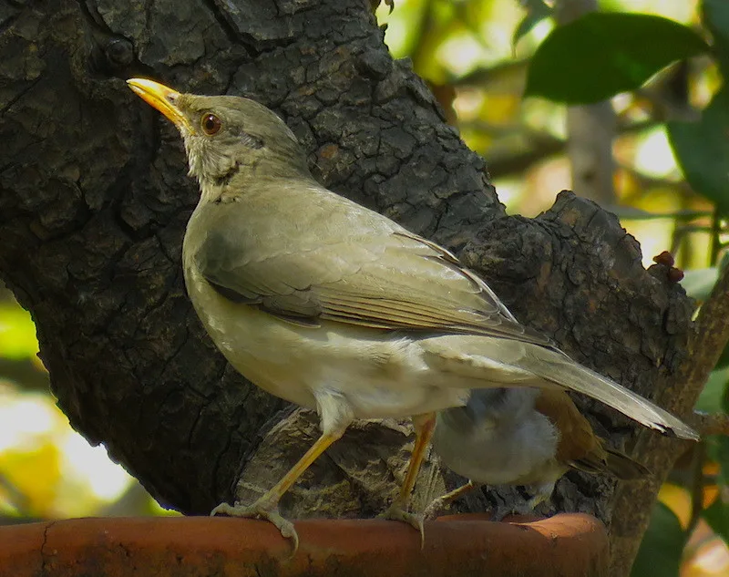 Brufut Wälder — Brufut (Gambia)