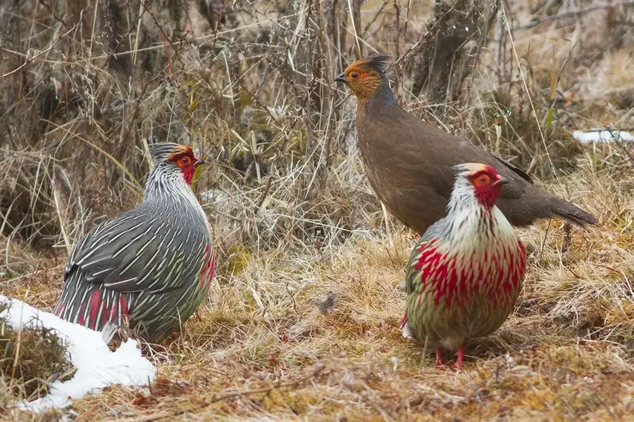 Parcul Național Phrumsengla — Lhuntse (Bhutan)