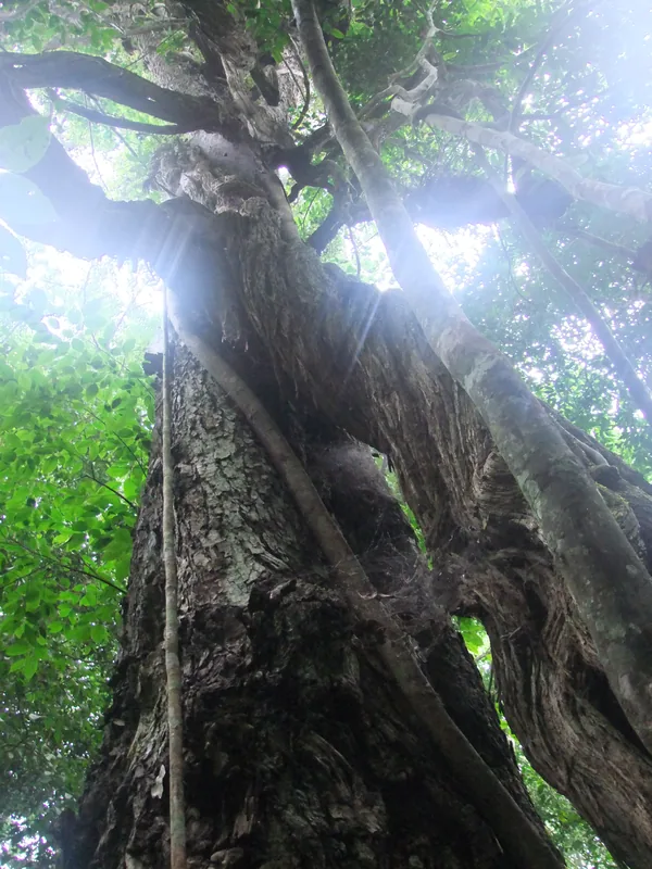 Budongo-Waldreservat — Mparo-Gräber (Uganda)